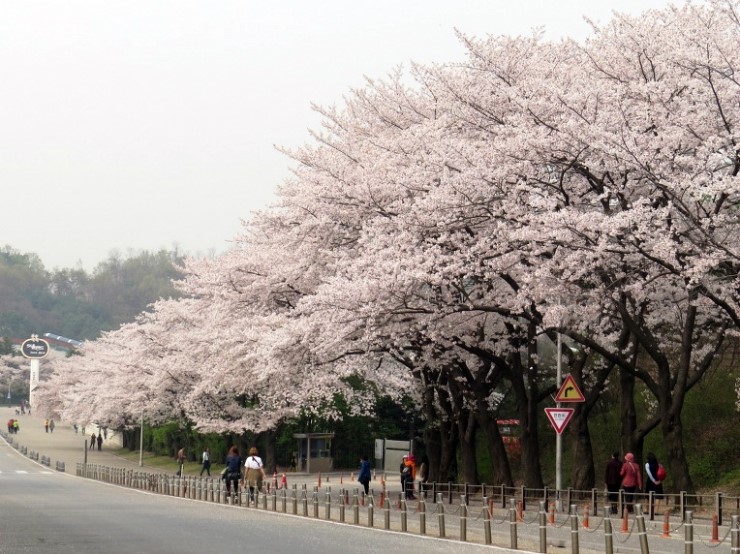 벚꽃.jpg