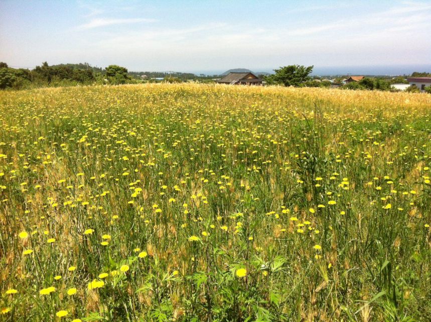 노란들판이랍니다.