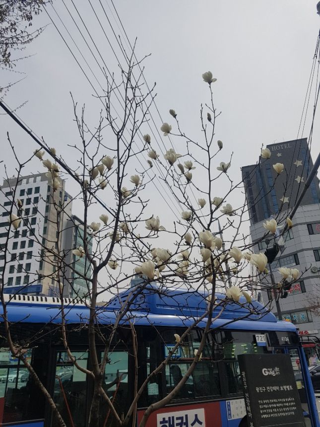 목련.jpg