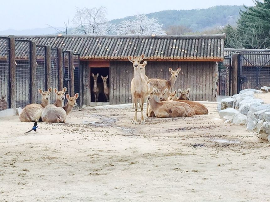 청솔1반 봄 그리고 동물원